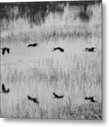 Ibsis Flying Fast At Evening To Roosting Ground Metal Print