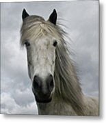 Icelandic Horse Metal Print