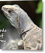 Iguana Title Slide For Birds Of Prey Metal Print