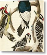 1. Red-headed Woodpecker. 2. Yellow-bellied Woodpecker. 3. Hairy Woodpecker. 4. Downy Woodpecker. Metal Print