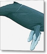 Illustration Of Humpback Whale Metal Print