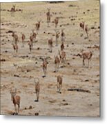 Impala Coming To Water Metal Print