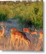 Impalas Of Botswana, Painterly Metal Print