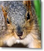In Your Face Fox Squirrel Metal Print