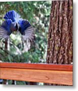 Incoming Steller's Jay Metal Print