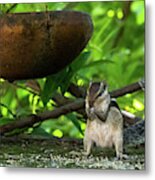 Indian Palm Squirrel Metal Print