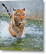 Indochinese Or Corbetts Tiger Running Metal Print