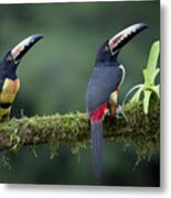 Inquisitive Pair Metal Print