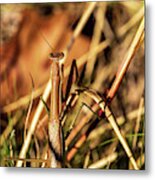 Nature Photography - Mantis Metal Print