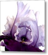Iris All Lace #15dg Metal Print