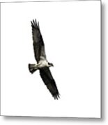 Isolated Osprey 2019-3 Metal Print