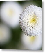Isolated White Flower Bud Metal Print