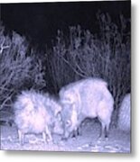 Javelina Head To Head Metal Print