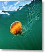 Jellyfish, Alaska Metal Print