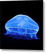 Jellyfish Metal Print