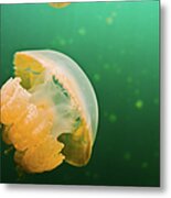 Jellyfish Lake Palau Metal Print