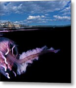 Jellyfish Split Metal Print