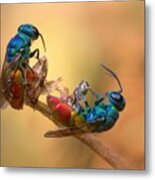 Jewel Wasps Metal Print