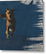 Joyful Dog Metal Print