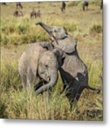 Juvenile Horseplay For Elephants Metal Print