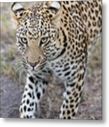 Juvenile Leopard In Jao Reserve Metal Print