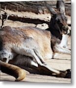 Kangaroo Metal Print