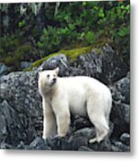 Kermode Bear Of The Great Bear Rainforest Metal Print