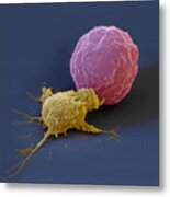 Killer Cell And Cancer Cell Metal Print