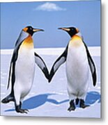 King Penguins Aptenodytes Patagonicus Metal Print