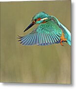Kingfisher Metal Print