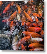 Koi Fish At Byodo-in Temple Metal Print