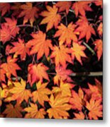 Korean Maple Autumn Leaves Metal Print