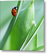 Ladybug Metal Print