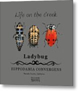 Ladybug Life Cycle Metal Print
