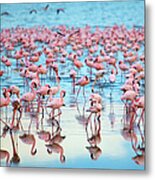 Lake Nakaru Flamingoes Metal Print