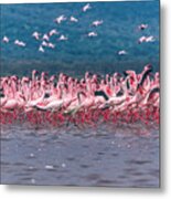 Lake Nakuru Flamingos Metal Print