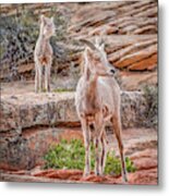 Lamb Lookout Metal Print