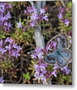 Large Blue Butterfly Nectaring On Thyme . Liperi, North Metal Print