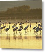 Large Group Of Flamingos, Oristano Metal Print
