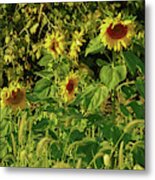 Late Summer Sunflowers Metal Print