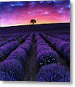 Lavender Dreams Metal Print