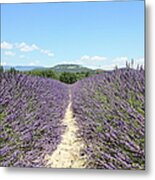 Lavender In Provence Metal Print
