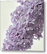 Lavender Lilac In Bloom Metal Print