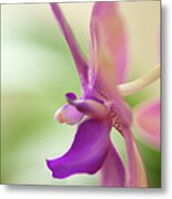 Lavender Pink Phalaenopsis Flower Metal Print