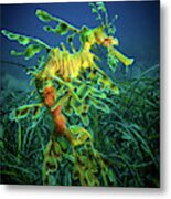 Leafy Sea Dragon - Male With Eggs Metal Print