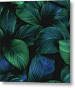 Leaves Of Spathiphyllum Cannifolium Metal Print