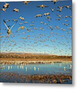 Legion Of Wings Metal Print