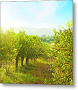 Lemon Orchard Metal Print