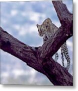Leopard On The Lookout Metal Print