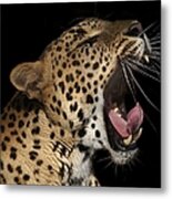 Leopard Yawning Metal Print